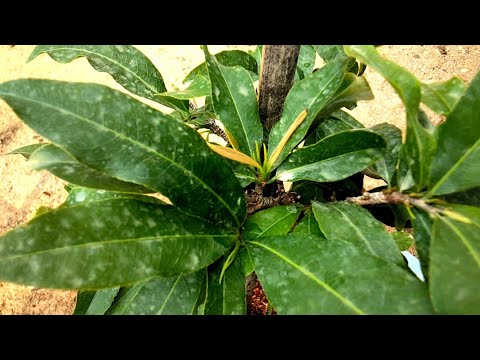 Tạo cơi đọt mới cho mai vàng và những loại phân cần thiết