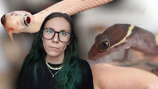 I took in a BLIND Cave Gecko with a swollen eye that WOULDN'T EAT!.. And a snake with BUG EYES