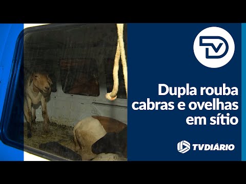 Dupla rouba cabras e ovelhas em sítio na Caucaia