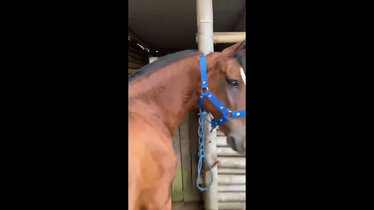 Horse Tail Tied Into Little Braid || ViralHog