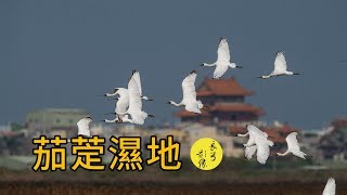 迎接千里遠道而來的嬌客-濕地賞鳥趣 預告片縮圖