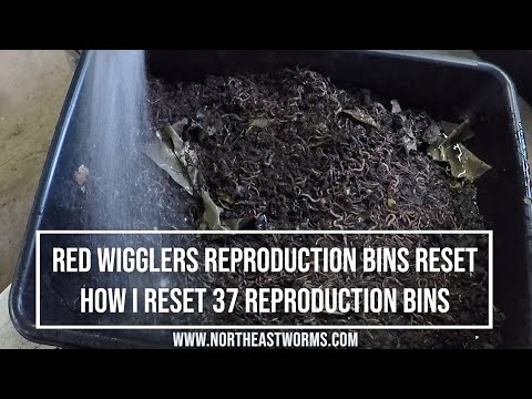 Red Wigglers Reproduction bins reset, How I reset 37 reproduction Bins