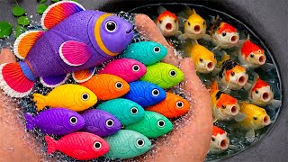 Download lagu Scooping up colorful little fish, freshwater ornamental fish, goldfish, koi fish, comet fish, eel... mp3 Download lagu Scooping up colorful little fish, freshwater ornamental fish, goldfish, koi fish, comet fish, eel... mp3