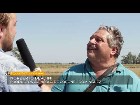 Norberto Berdini, productor agrícola de Coronel Domínguez