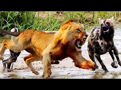 Discovery Wild Animal Fights | 2 Buffalo vs 10 Lion, Hyena & Wild dogs attacks Deer | Baboon,tiger..