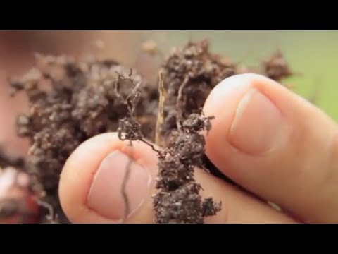 Under Cover Farmers - Feature Length