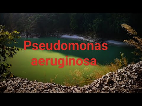 Pseudomonas aeruginosa bacilli