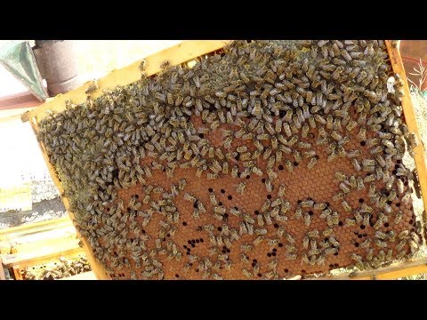 Сборка пчелиного гнезда в августе