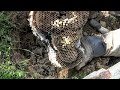 The Best 11 Yellow Jacket Wasp Nest In Ground