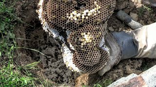Yellow Jacket MASSIVE Ground Nest STING Wasp Nest Removal ASMR