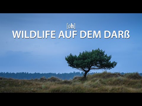 Wildlife auf dem Darß - Tierfotografie und Landschaftsfotografie beim Wandern