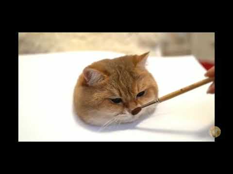 cat enjoying music