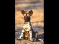 lost you in the canyon - marc cohn