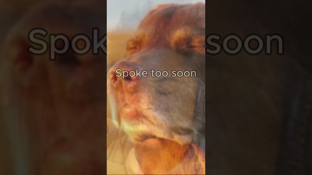 shoulda stayed quite