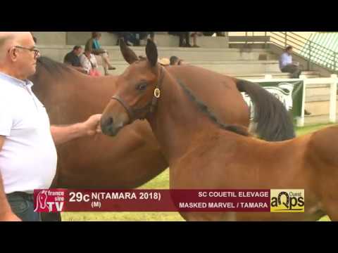 Show AQPS Ouest 2018 : Lot 29c - N(TAMARA 2018)