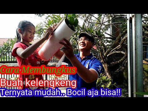 Cara membungkus buah kelengkeng pakai jaring khusus buah..