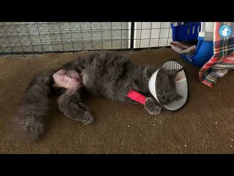 Sable ,Disowned after a leg break #animalrescue #tawf #youtube #donation #animalwelfare #subscribe