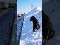 Shivering at  25°, This Loyal Dog Refused to Leave the Road Where He Was Abandoned!  #rescue