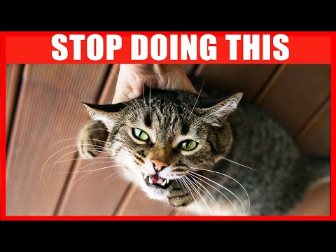20 Things You Must Stop Doing to Your Cat - YouTube