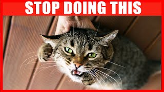 20 Things You Must Stop Doing to Your Cat