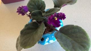 African Violet Making Waves