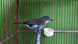 Download lagu Suara Sikatan Rimba Dada Coklat Bali Gacor Volume Lantang Jernih Durasi Panjang - Pancingan SRDC mp3 Download lagu Suara Sikatan Rimba Dada Coklat Bali Gacor Volume Lantang Jernih Durasi Panjang - Pancingan SRDC mp3