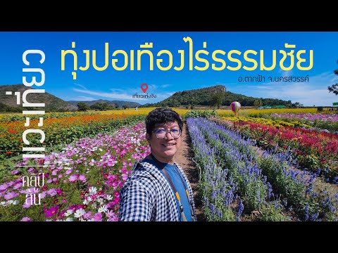 ทุ่งปอเทืองไร่ธรรมชัย