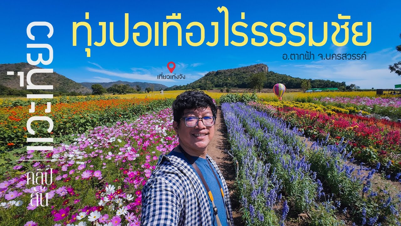 ทุ่งปอเทืองไร่ธรรมชัย