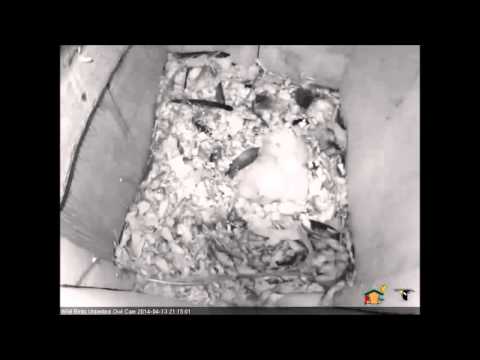 The Female Brings a Fish Into the Box