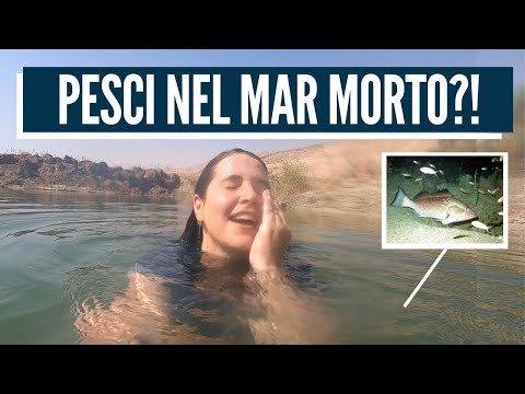 LA PROFEZIA SI STA AVVERANDO OGGI! Israele con Aline