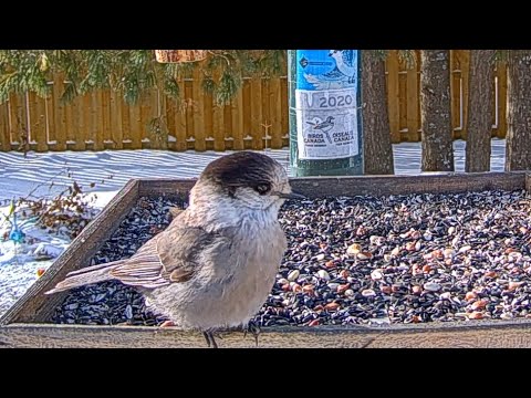Beautiful Canada Jay Inspects Platform in Ontario | January 18, 2024