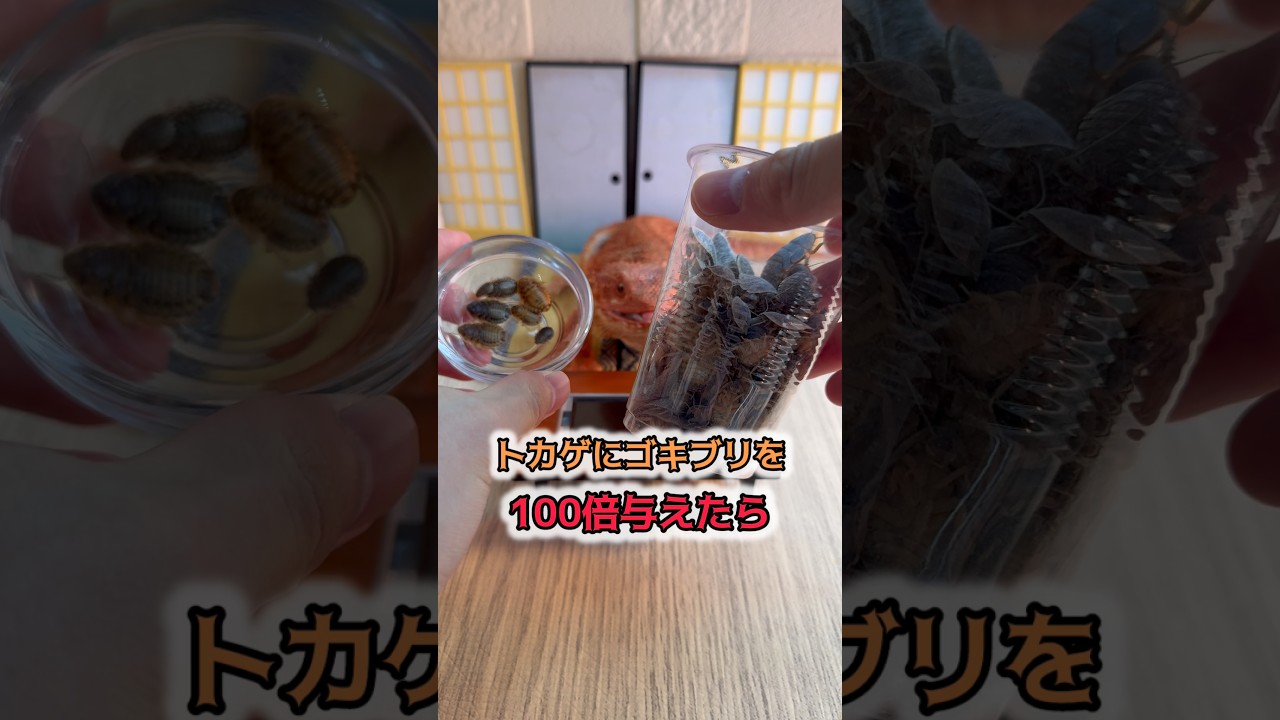 【検証】トカゲにゴキブリを100倍与えたら？