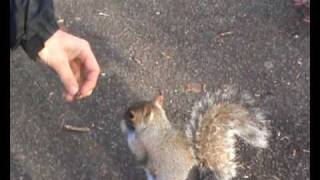 preview picture of video 'Hand feeding the squirrels and pigeons at Tonbridge'