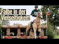 Was Für Eine Außergewöhnliche Farbe Sam Watson S Falbe Tullabeg Flamenco