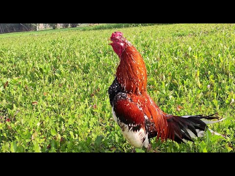 Rooster sound effect 2022 | voice comparison of different rooster crowing | rooster's calling sound