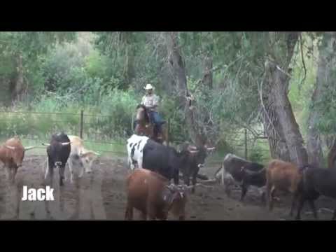 SOLD Jack-AQHA BUCKSKIN GELDING