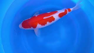 video van Nidan  Kohaku KO-V23-11106