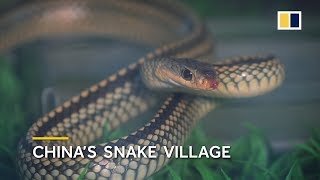 China&#39;s snake village, home to over 3 million snakes