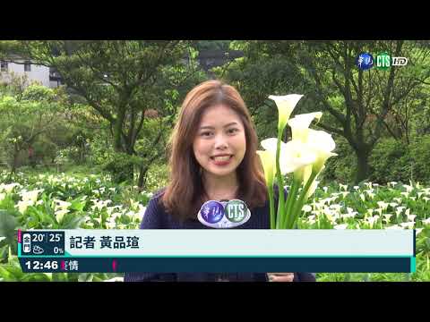 竹子湖海芋季登場 遊客衝陽明山賞花