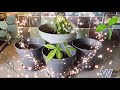 Money Tree Plant Care - Pachira Aquatica