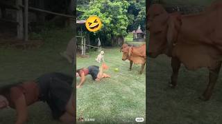 Download lagu 'VIRAL! Wanita Jatuh lucu Terdanduk sapi'🤣#Shorts mp3 Download lagu 'VIRAL! Wanita Jatuh lucu Terdanduk sapi'🤣#Shorts mp3