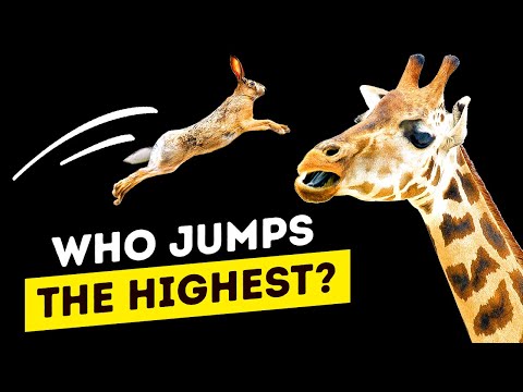 地球が見た15の最高のジャンパー (15 Highest Jumpers the Earth Has Ever Seen)