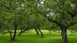 Deep green 深き緑【4K/30fps】-2025/6/22-