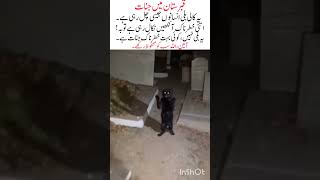 Download lagu Scary Black Cat in Graveyard 😱👻 mp3