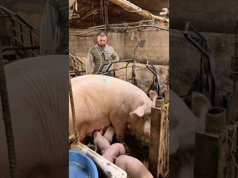 Виганяємо 500 кг Свиню