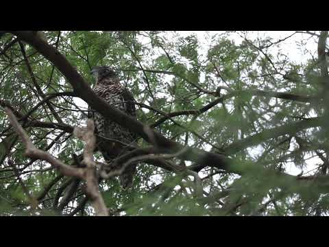 Powerful owl mobbed by pied currawongs