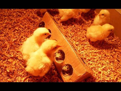 , title : 'DIY Homemade Chick Feeder'