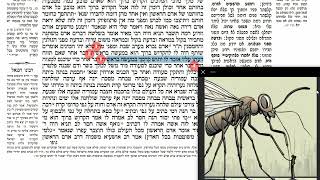 דף יומי מסכת סנהדרין דף לח Daf yomi Masechet Sanhedrin page 38  ע"י יוני גוטמן (שיעורי הדף היומי ב-20 דקות – מועבר ע"י ר' יוני גוטמן – לעילוי נשמת אביו ר' אלימלך צבי (צביקה) גוטמן ז"ל) - התמונה מוצגת ישירות מתוך אתר האינטרנט יוטיוב. זכויות היוצרים בתמונה שייכות ליוצרה. קישור קרדיט למקור התוכן נמצא בתוך דף הסרטון