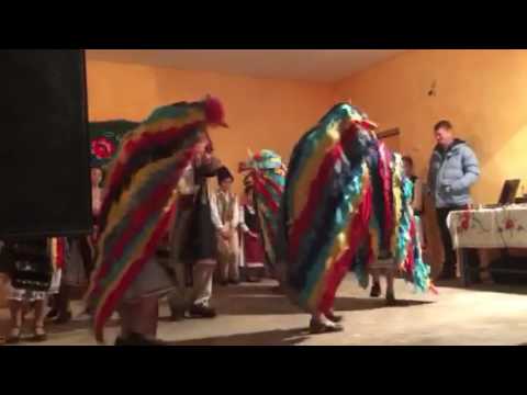 Căluții ,căprițele si ursul!La Danciulesti, Gorj