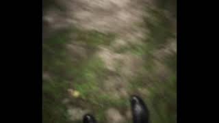 Hollow Log - (Beck hansen)